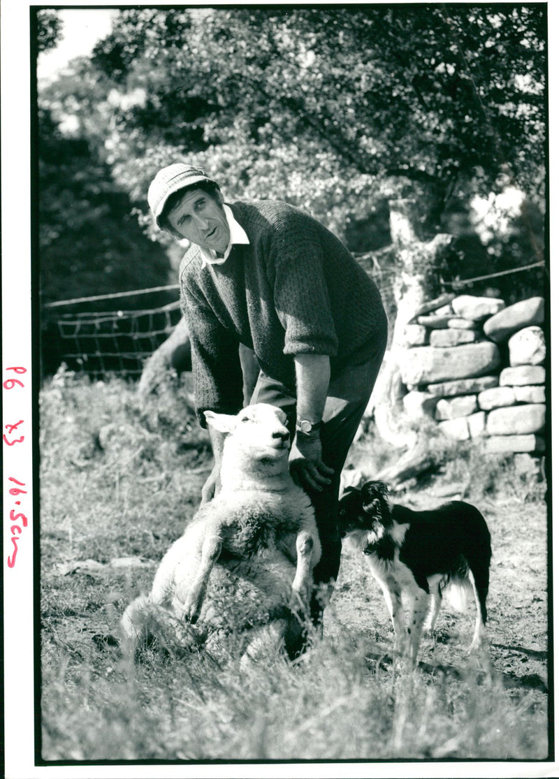 Animal Sheeps. - Vintage Photograph