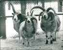 Animal Sheeps. - Vintage Photograph