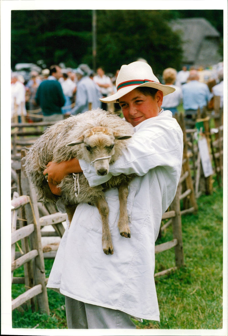 Animal Sheeps. - Vintage Photograph