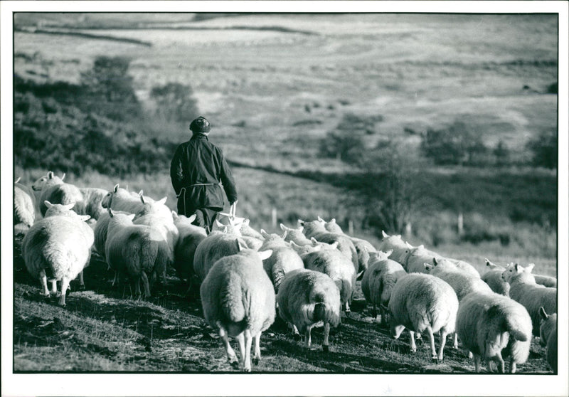 Animal Sheeps. - Vintage Photograph