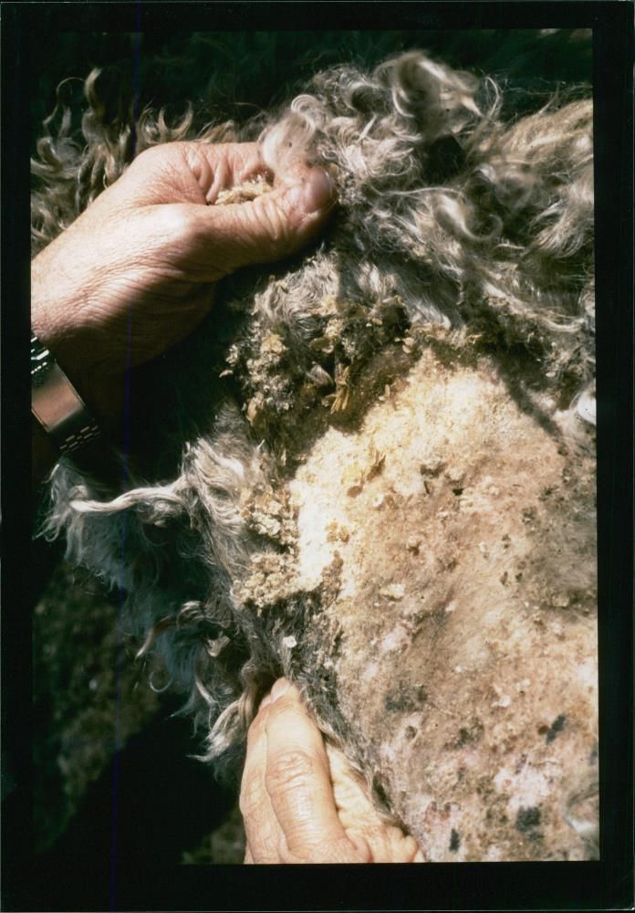 Animal Sheeps. - Vintage Photograph