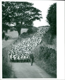 Animal Sheeps. - Vintage Photograph