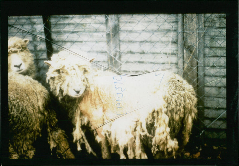 Animal Sheeps. - Vintage Photograph