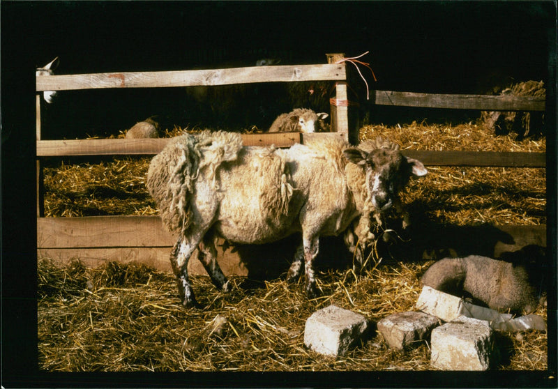 Animal Sheeps. - Vintage Photograph