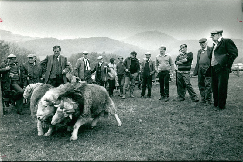 Animal Sheeps. - Vintage Photograph