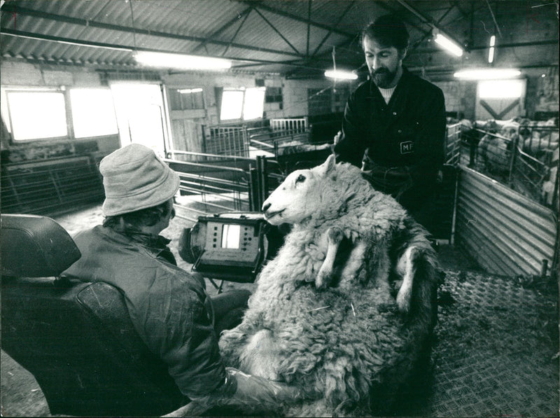 Animal Sheeps. - Vintage Photograph