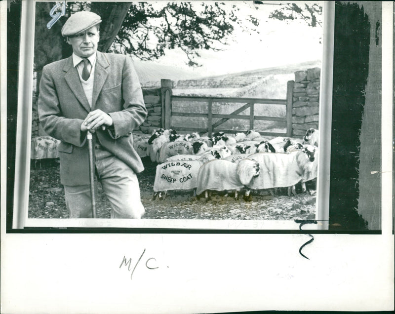 Animal Sheeps. - Vintage Photograph