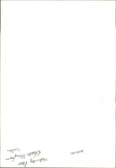 Animal Sheeps. - Vintage Photograph