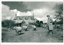 Animal Sheeps. - Vintage Photograph