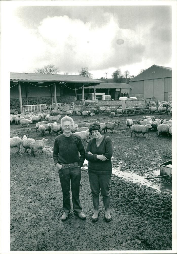 Animal Sheeps. - Vintage Photograph