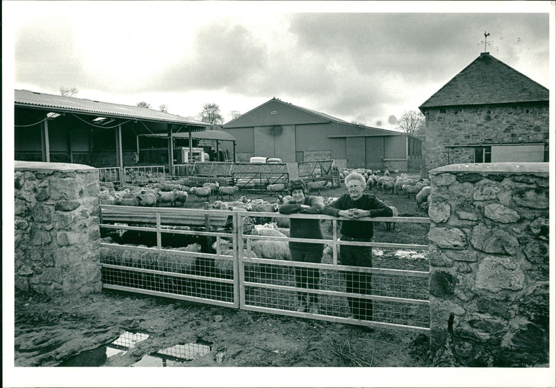 Animal Sheeps. - Vintage Photograph