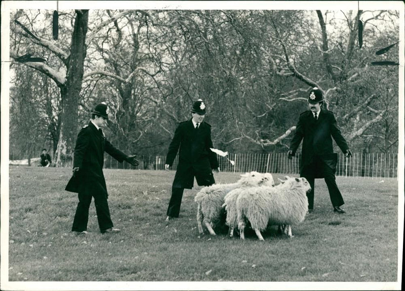 Animal Sheeps. - Vintage Photograph