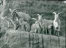 Barbary Sheeps. - Vintage Photograph