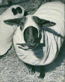 Animal Sheeps. - Vintage Photograph