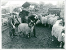 Animal Sheeps. - Vintage Photograph