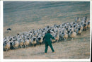 Animal Sheeps. - Vintage Photograph