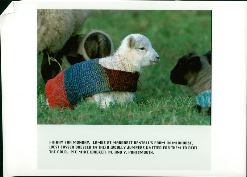 Animal Sheep, Lambs At Margaret Bentall's Farm In Midhurst. - Vintage Photograph