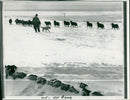 Animal Sheep, Mr. Malcolm Wilde The Under- Manager, Driving The Animals Away With The Aid of A Dog. - Vintage Photograph