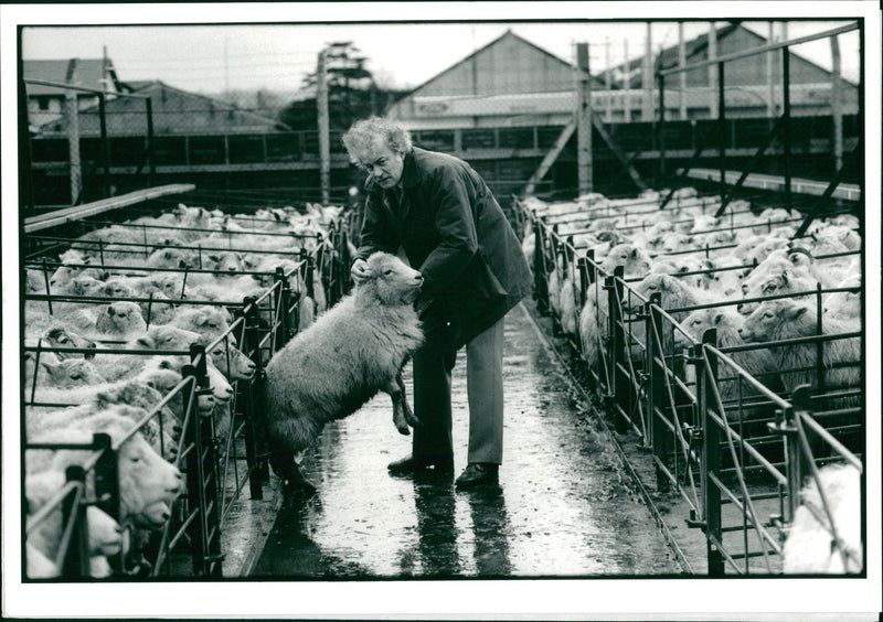 Animal Sheep. - Vintage Photograph