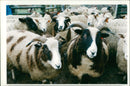 Animal Sheep. - Vintage Photograph