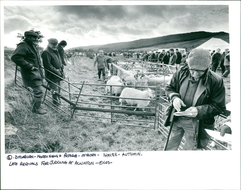 Animal Sheep. - Vintage Photograph