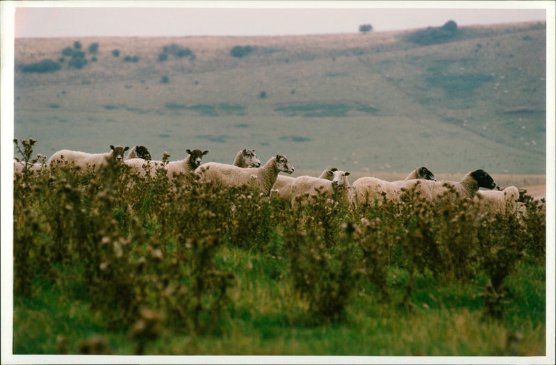 Animal Sheep. - Vintage Photograph