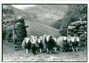 Animal Sheep. - Vintage Photograph