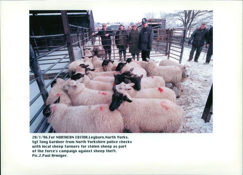 Animal Sheep. - Vintage Photograph