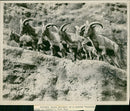 Animal Sheep. - Vintage Photograph