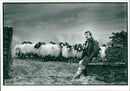 Animal Sheep. - Vintage Photograph