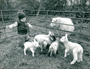 Animal Sheep. - Vintage Photograph