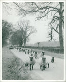 Animal Sheep. - Vintage Photograph