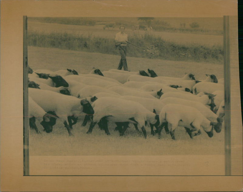 Animal Sheep. - Vintage Photograph