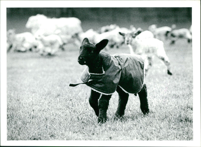 Animal Sheep. - Vintage Photograph