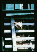 Animal Sheep. - Vintage Photograph