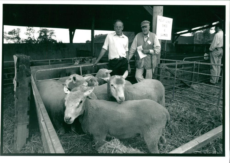 Animal Sheep. - Vintage Photograph