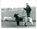 Animal Sheep. - Vintage Photograph