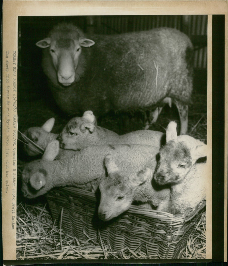 Animal Sheep. - Vintage Photograph