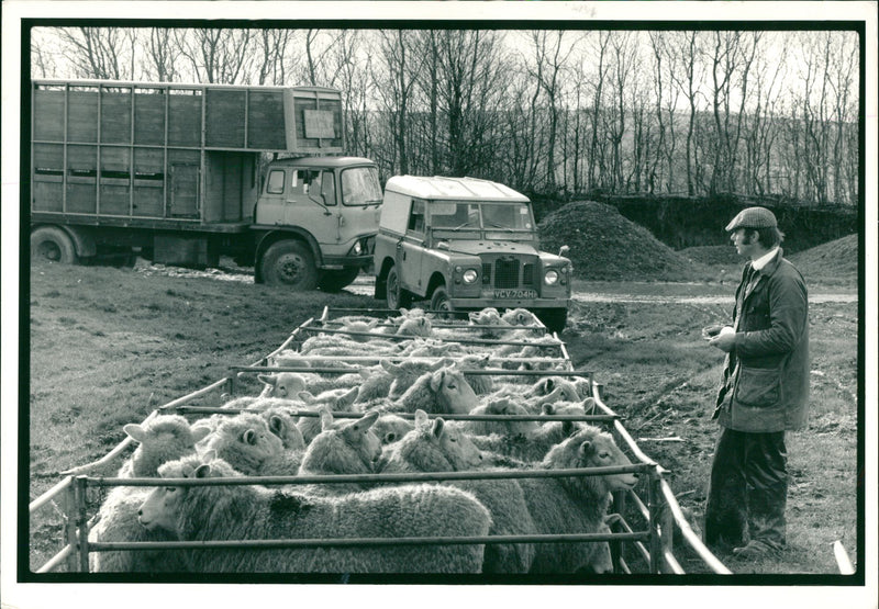 Animal Sheep. - Vintage Photograph