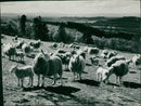 Animal Sheep. - Vintage Photograph