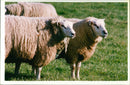 Animal Sheep. - Vintage Photograph