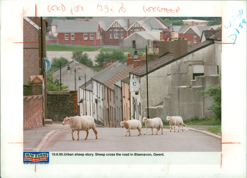 Animal Sheep. - Vintage Photograph