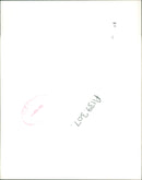 Sheep Animal - Vintage Photograph