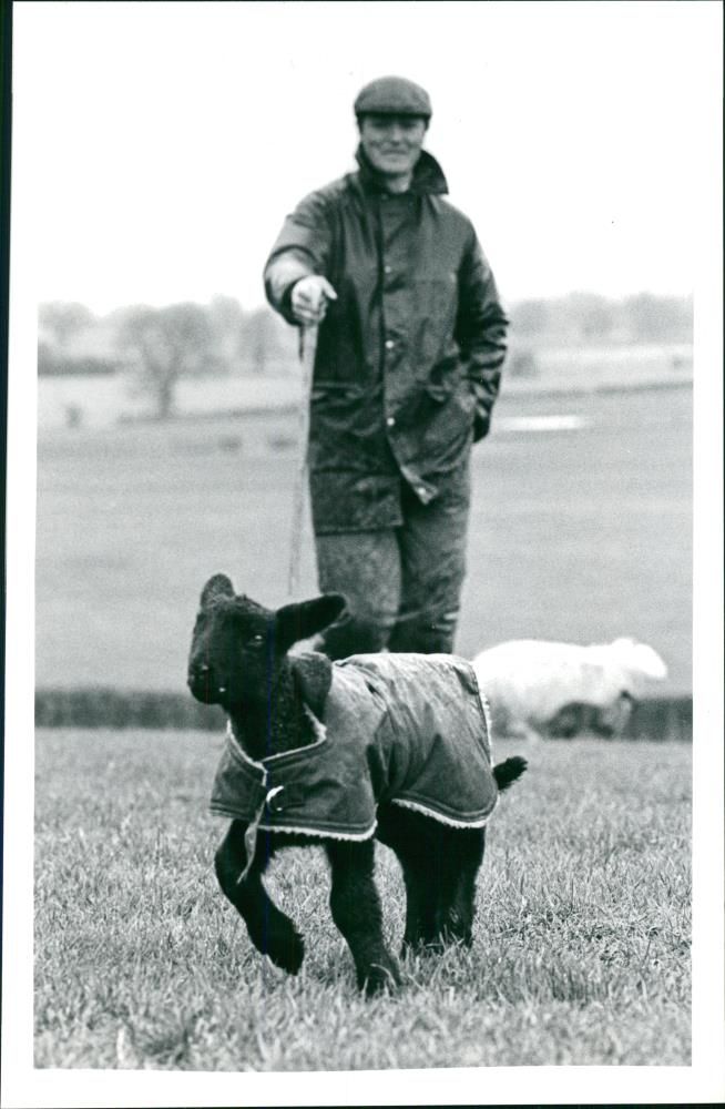 Sheep Animal - Vintage Photograph