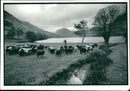 Sheep Animal - Vintage Photograph