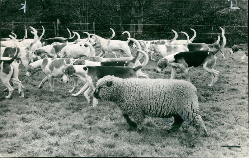 Sheep Animal - Vintage Photograph