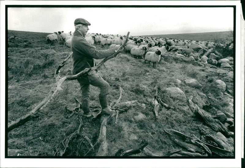 Sheep Animal - Vintage Photograph