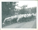 Sheep Animal - Vintage Photograph