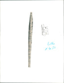 Sheep Animal - Vintage Photograph