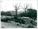 Sheep Animal - Vintage Photograph
